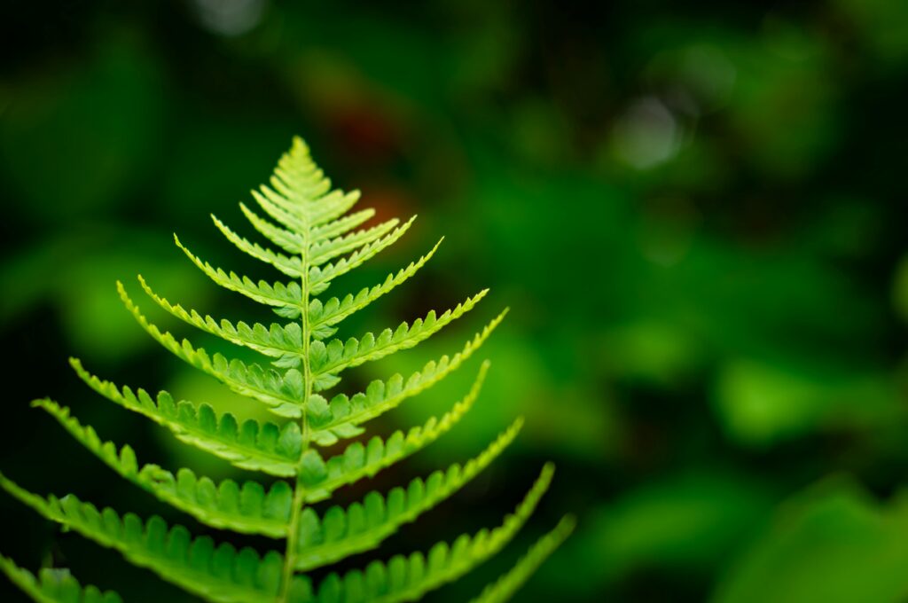 How to heal thyroid along with weight gain, fatigue and hair fall